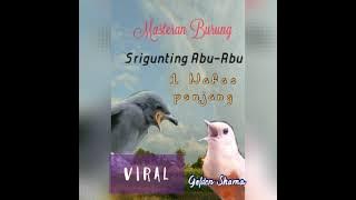 Masteran Burung Murai Batu - Sri Gunting Abu Abu || Masteran Murai Batu