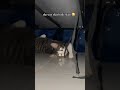 FUNNY CAT 163 Cat Cats Catvideos Funny Funnyvideo Shorts Shortvideo Youtubeshortsvideo