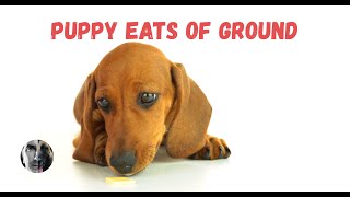 Puppy Won't Stop Eating off Ground - Puppy Dog Training Video - Robert Cabral