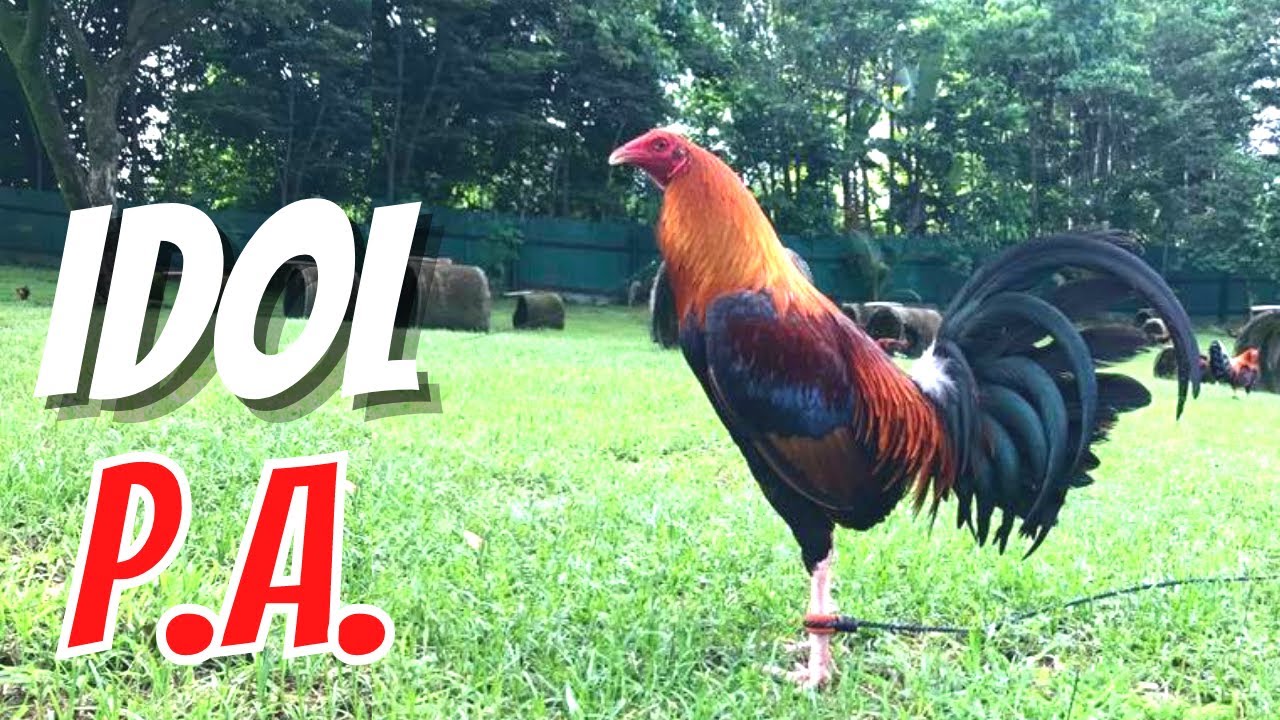 2018 World Gamefowl Expo Day 1 Part 6.