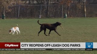 City of Toronto reopens offleash dog areas