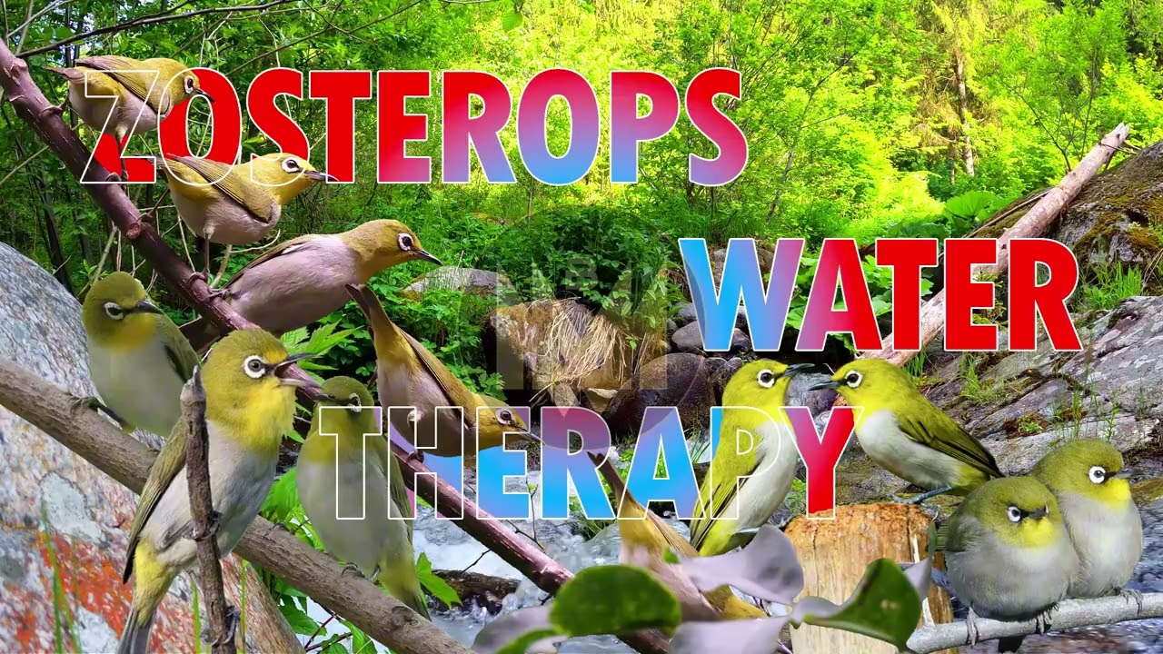 🔥 TERBUKTI! Terapi Air Untuk Pleci Macet Bunyi | Zosterops Water Terapy #terapipleci #pancinganpleci