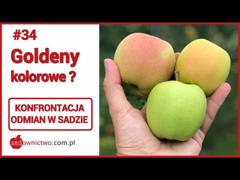 Wideo: Jakie jabłko najbardziej przypomina Golden Delicious?