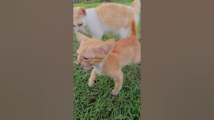 Video 11360651: cat cutecat pets funnycats, cat funnycats animals cutecat, cat pets cutecat funny, kittens angry cat, little pets funny animals, enjoy best funny cats, best funny cats dogs