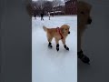 Cachorro fofo na pista de gelo #curiosidades #cachorrosdivertidos