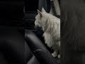 Кот по кличке «Аполлон» #мейнкун