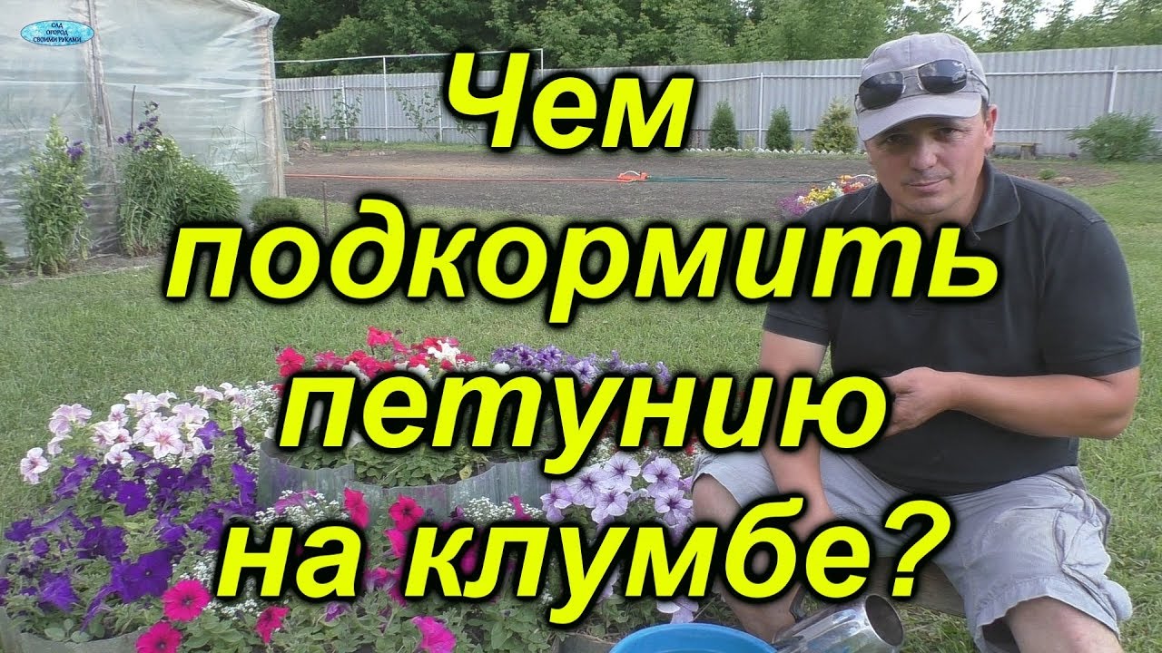 Подкормка цветущей петунии на клумбе.