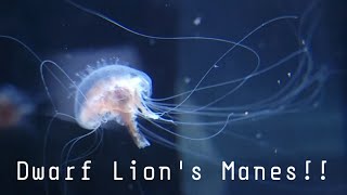 New DWARF LION'S MANE JELLYFISH for the Omni 9 from the Jellyfish Warehouse!