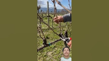 Grapes pruning technique #farming #fruit #satisfying #pruning #shorts