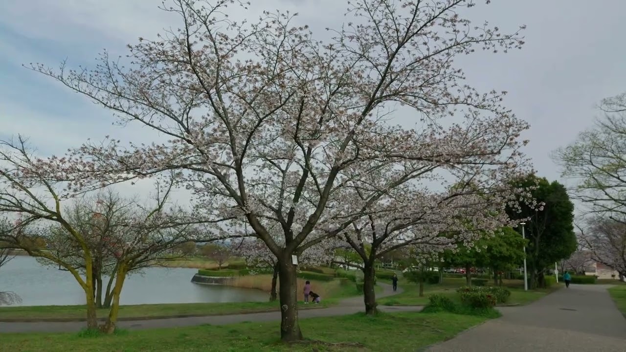 おまとめ二点　大自然　風と桜 HELIOS 44-2が写す春。オールドレンズ越しの春の風景をお見せし