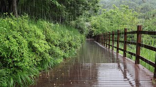 The relaxing sound of rain that will help you fall asleep quickly  meditation. Rain sound ASMR