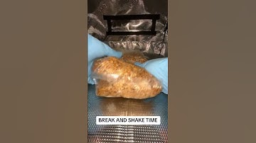 MUSHROOM BREAK & SHAKE