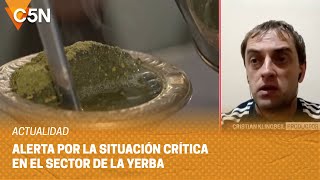 Productores yerbateros EN CRISIS por la apertura de las IMPORTACIONES que impuso el GOBIERNO