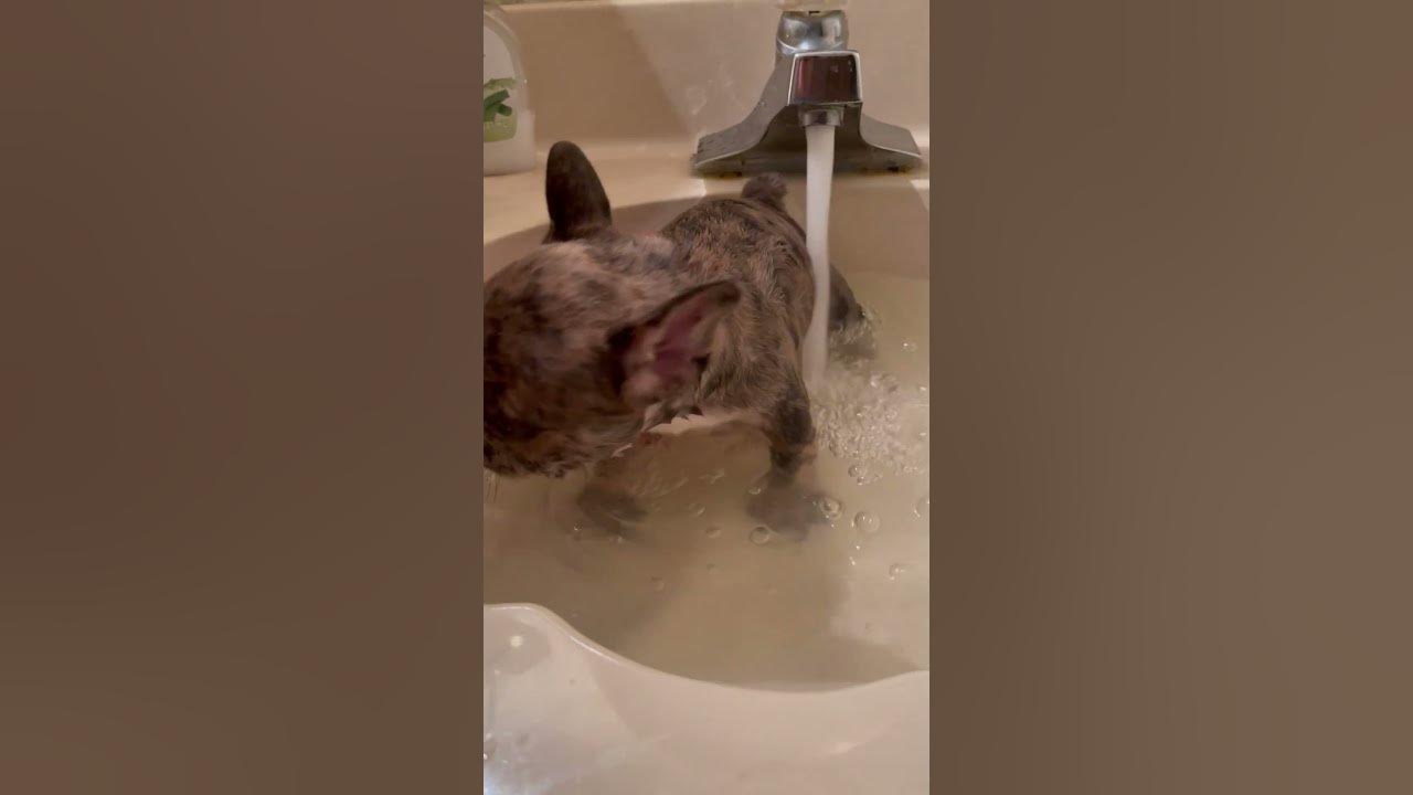 Appealing Frenchies Short 165 Sink Bath Time Puppy Merle Frenchie Short