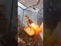 Pt.2 #ai #foryou #fun #funny #gecko #cartoon #comedy #cute #dance #fart #poop #poops