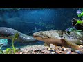Elephantnose Fish ‘Sees’ by Doing an Electric Boogie - Scientific American