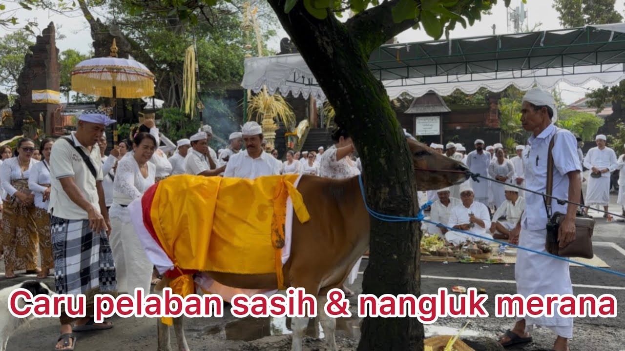  Caru pelaban sasih kasanga lan nangluk merana @Masceti ulun tanjung 2026 