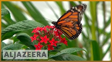 World faces catastrophic risks over insects