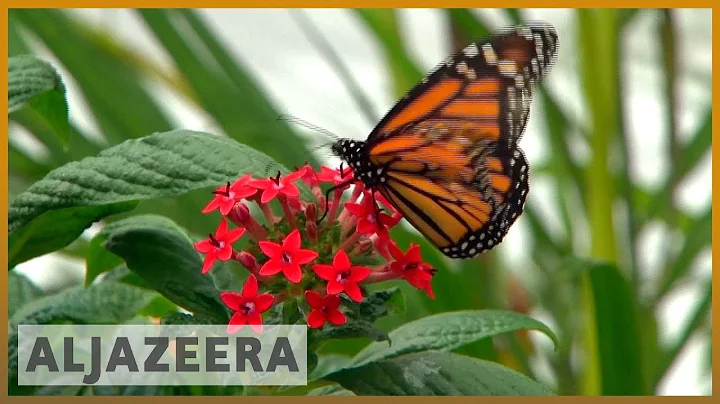 World faces catastrophic risks over insects' road to extinction | Al Jazeera English