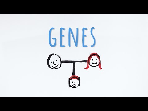 Vídeo: Os genes são responsáveis por todas as características de um organismo?