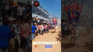 #jallikattulovers45#trending#subscribe#jallikattu#viral#youtube#tirupati#video#shorts#bull