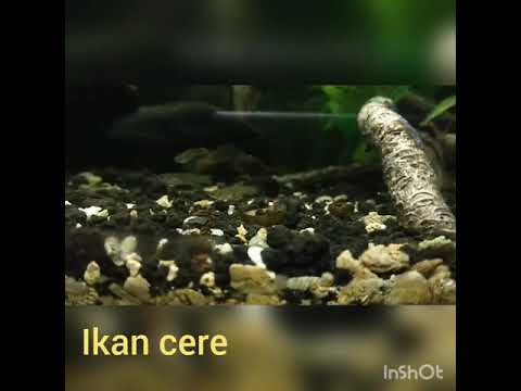Ikan Cere Atau Cethul Di Aquarium Youtube