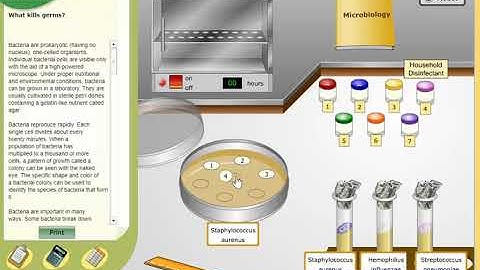How to use bacteria virtual lab?
