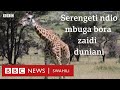 Hifadhi ya Tanzania ya Serengeti yaipiku Maasai Mara na kutangazwa kuwa bora duniani na Tripadvisor