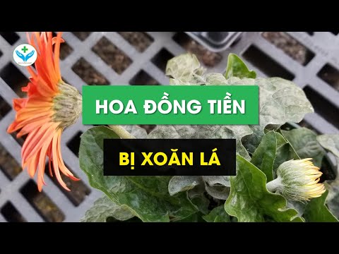 Video: Triệu chứng của bệnh bạc lá Cercospora - Quản lý bệnh bạc lá Cercospora ở cây cần tây