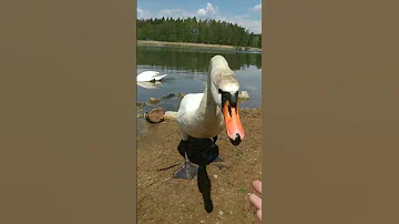 Лебедь на озере хочет укусить меня