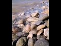 يحباب لا ترحلو حدرو حواليا