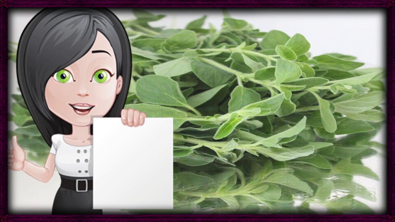 Te de oregano para hacer bajar el periodo