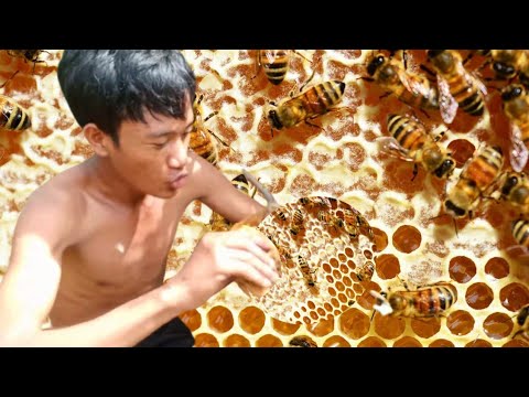 Amazing Find Giant HoneyBee For Food At The Forest, How To Find Giant HoneyBee by Chi Kha Kh