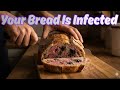 Wheat Diseases Explained: Fusarium, Septoria, Smut, and the Future of Food