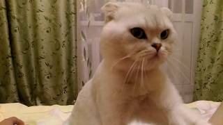 Кот делает массаж Кот делает массаж