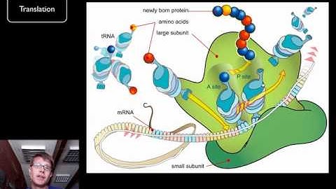 DNA and RNA - Part 2