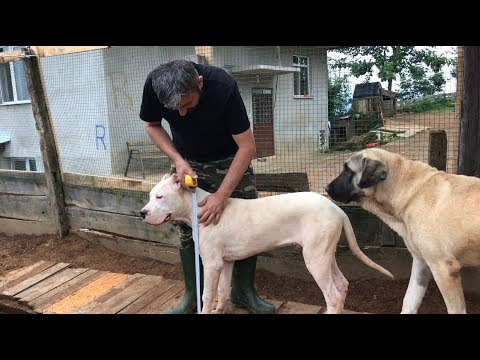 Video: Bir Köpek Nasıl Tartılır