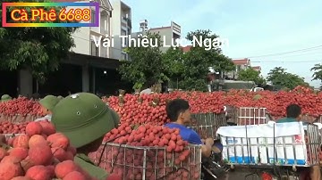 Mùa Vải Quê Em (thương lắm bà con ơi)
