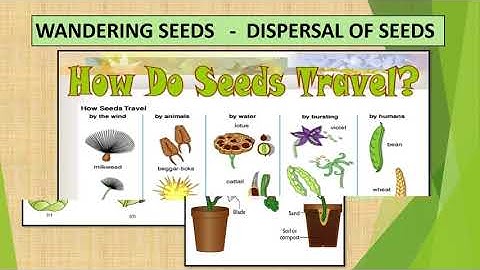 CLASS  - 5  EVS - SEED AND SEEDS
