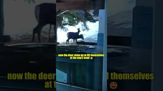 They think front yard is a buffet! Bunny & Deer Takeover Little Moments | By Ms. E