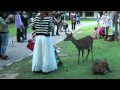 お辞儀をして鹿せんべいをもらう鹿たち Polite Deer in the Nara Park in Japan