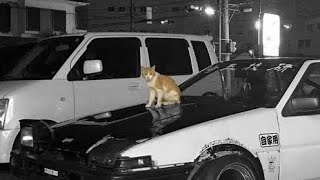 Kitty Phonk Slow Motion Version