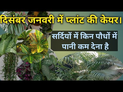 How can we protect plants from getting stressed in winter?डोरमेंसी पीरियड में क्या ना करें