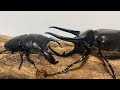 第二回 カブトムシVSクワガタムシ 10vs10 全面対決