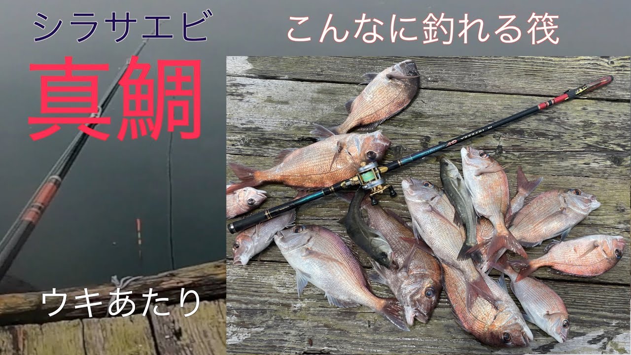 鳴門筏でエビ撒き釣りです、今日は真鯛の日でした！