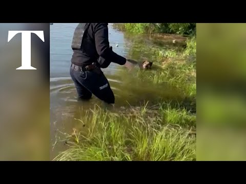 Video: Pozrite sa, ako tento Shelter Dog stráca svoju prevíjaciu myseľ, zatiaľ čo sa dostane do brucha