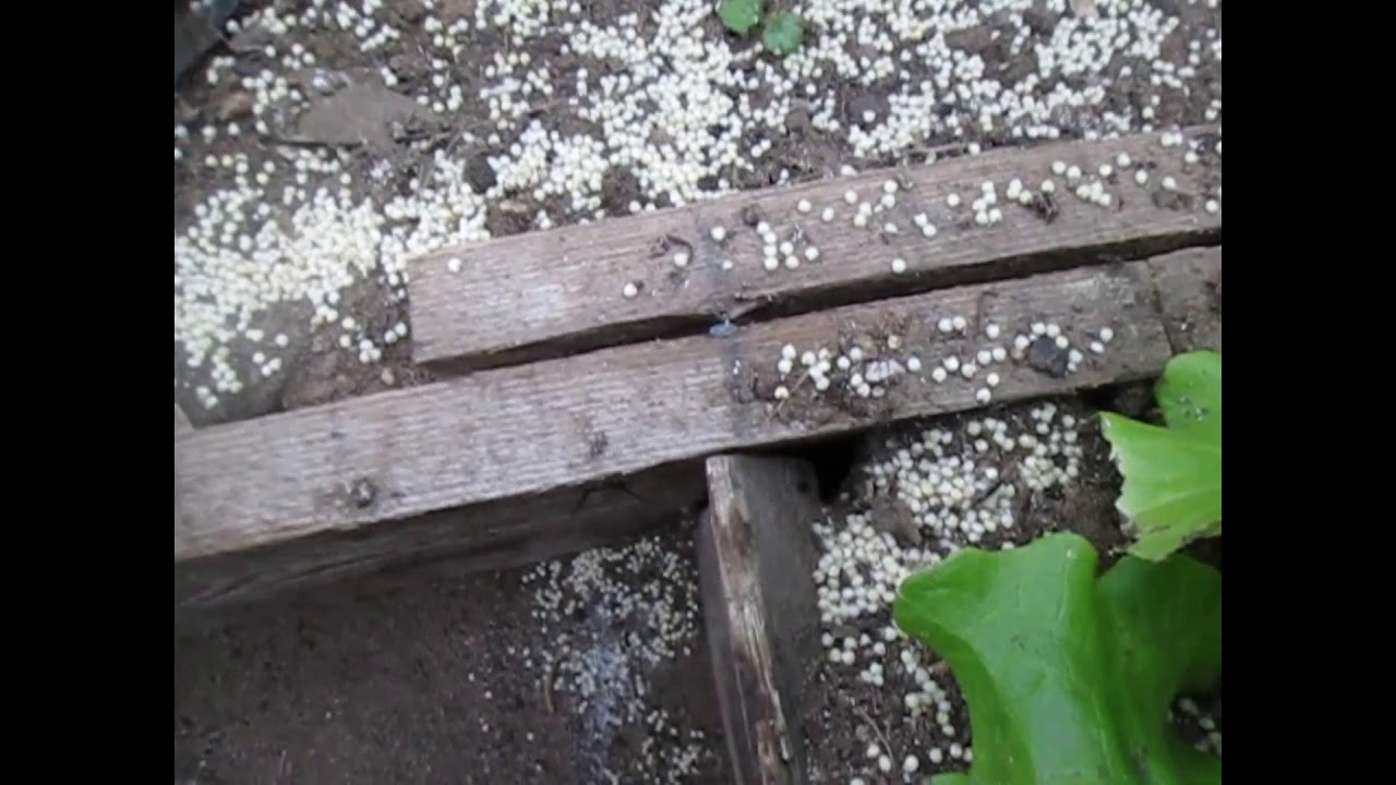 Пшено от муравьев. Помогает ли пшено от муравьев. Пшено от муравьев на огороде отзывы. Как избавиться от муравьев в доме пшеном зимой.