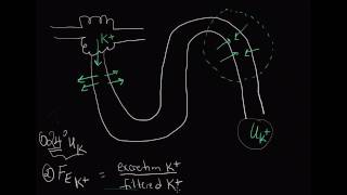 10-minute Rounds:  The Trans-tubular Potassium Gradient (Why the TTKG?)