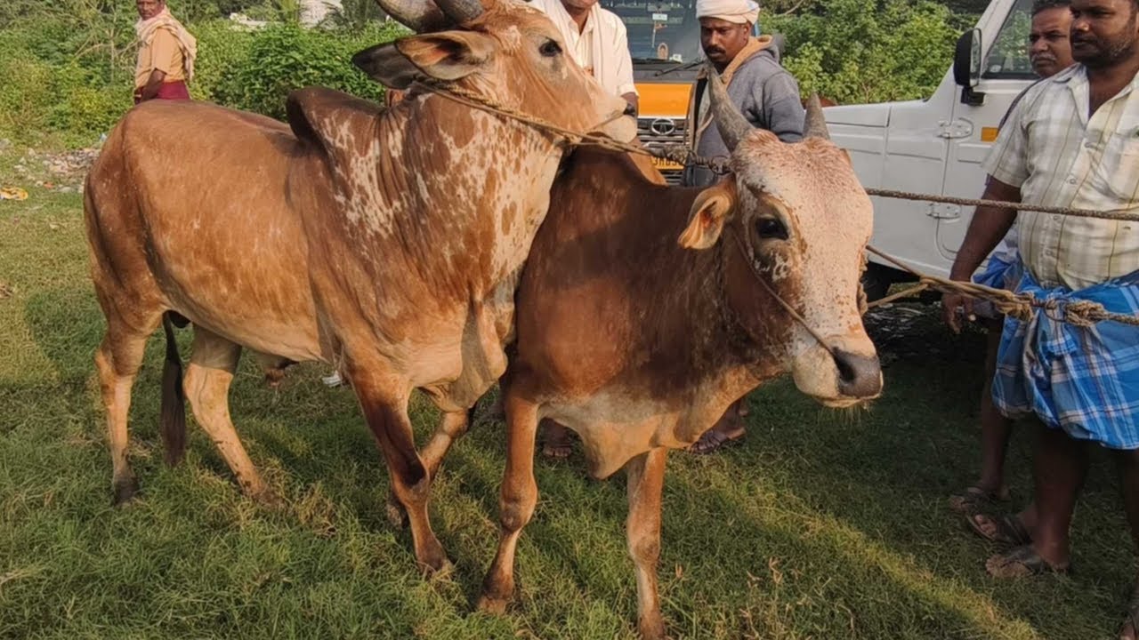 வாணியம்பாடி நாட்டு மாட்டு சந்தை