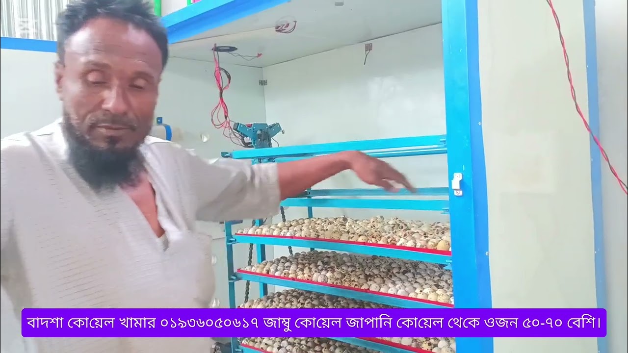 বাদশা কোয়েল খামার ০১৯৩৬০৫০৬১৭ জাম্বু কোয়েল জাপানি কোয়েল থেকে ওজন ৫০-৭০ বেশি।